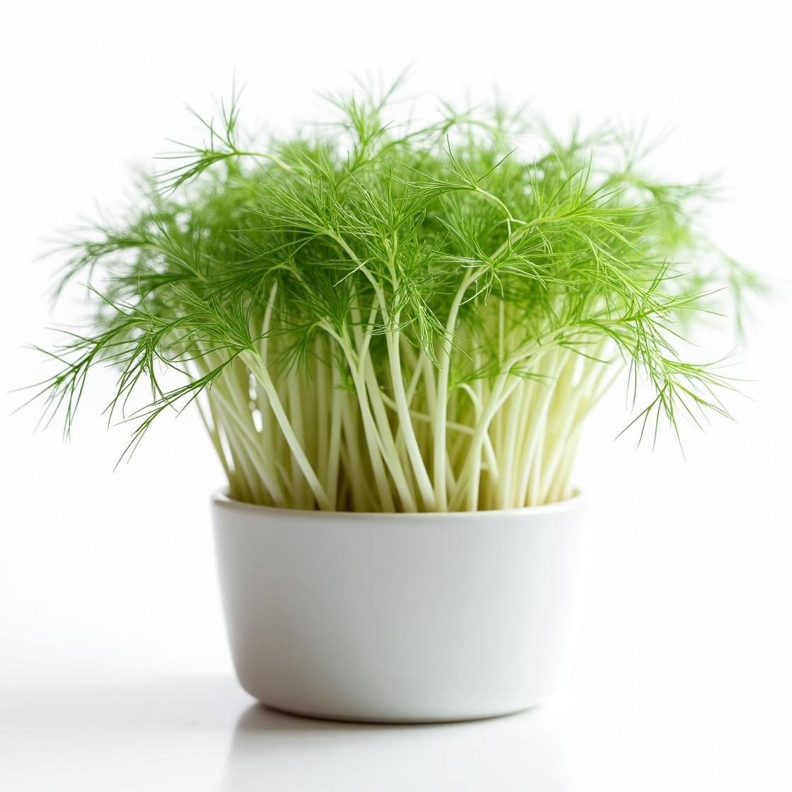 fennel-microgreens-delivery-in-mumbai